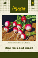 Radise 'Rond rose à bout blanc 2'