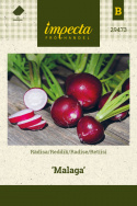 Radise 'Malaga'