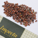 Radise 'Malaga'