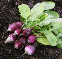 Radise 'Diana'