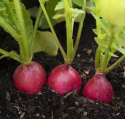 Radise 'Jutrzenka'