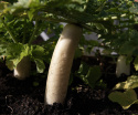 Radise 'Minowase Summer Cross Nr 3'