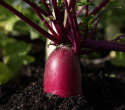 Kinesisk radise 'China Rose'