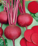 Rødbede 'Detroit Dark Red 2'