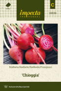 Rødbede 'Chioggia'