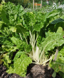 Rødbede 'Chioggia'