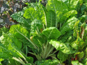 Rødbede 'Chioggia'