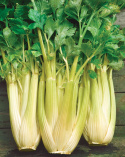 Blegselleri 'Golden Self Blanching 2'