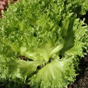 Icebergssalat 'Frillice'