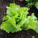 Icebergsalat 'Great Lakes 118'