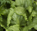 Icebergsalat 'Saladin'