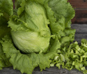 Icebergsalat 'Saladin'