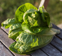 Bindsalat 'Little Gem'