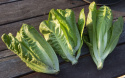 Bindsalat 'Little Gem'