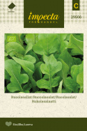 Rucolasalat