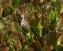 Pluksalat 'Biscia Rossa'