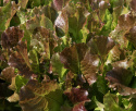 Pluksalat 'Biscia Rossa'