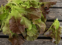 Pluksalat 'Biscia Rossa'