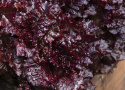 Hovedsalat 'Apache'