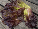 Hovedsalat 'Apache'