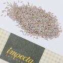 Hovedsalat 'Apache'
