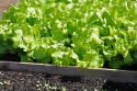 Plukkesalat 'Black Seeded Simpson'