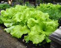 Plukkesalat 'Black Seeded Simpson'