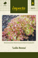 Bataviasalat 'Lollo Rossa'