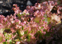 Bataviasalat 'Lollo Rossa'