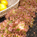 Bataviasalat 'Lollo Rossa'