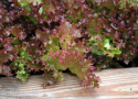 Bataviasalat 'Lollo Rossa'