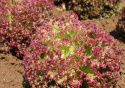 Bataviasalat 'Lollo Rossa'