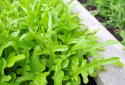 Plukkesalat 'Radichetta'