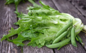 Plukkesalat 'Radichetta'