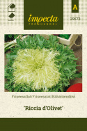 Friséesalat 'Riccia d'Olivet'