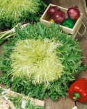 Friséesalat 'Riccia d'Olivet'