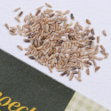 Friséesalat 'Riccia d'Olivet'