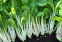 Pak Choi F1 'Joi Choi'