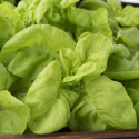 Salat 'Humil'