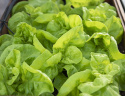 Salat 'Humil'