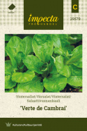 Vintersalat 'Verte de Cambrai'