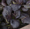 Tatsoikål F1 'Tatsoi Red'