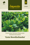 Vintersalat 'Grote Noordhollandse'