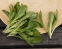 Vintersalat 'Grote Noordhollandse'