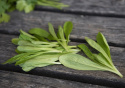 Vintersalat 'Grote Noordhollandse'
