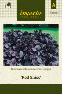 Bladmynte 'Red Shiso'