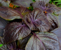 Bladmynte 'Red Shiso'