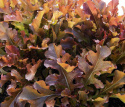 Pluksalat 'Salad Bowl Rossa'