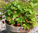 Smultron 'Mignonette'
