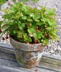 Smultron 'Mignonette'
